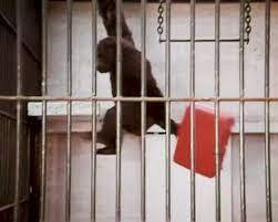 Taken from a classic 1970s TV commercial, the gorilla in the room in this case is actually in a cage, with an unfortunate piece of American Tourister luggage.